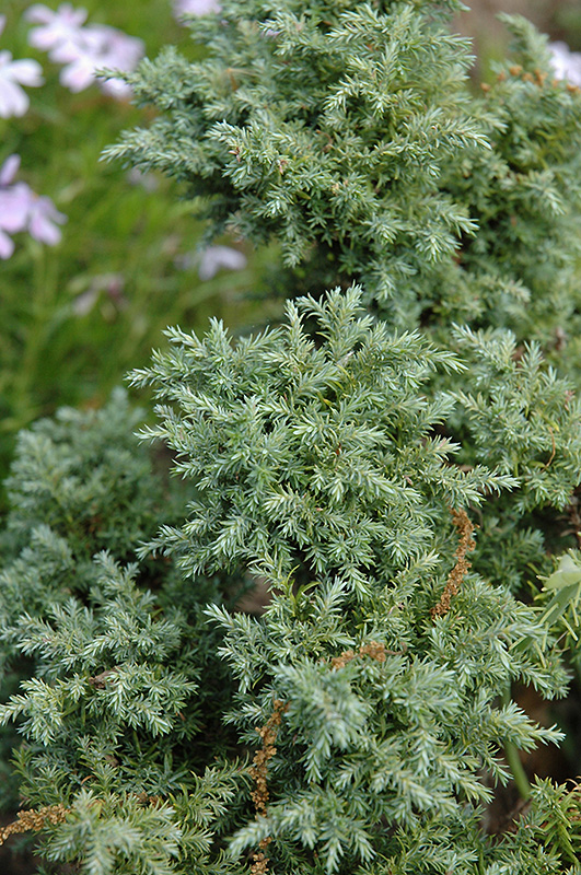 Кипарисовик горохоплодный Скварроса Интермедиа v7,5 30-40 Tw 