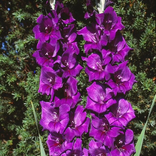 Луковица НВМ Гладиолус Момбаса 5 шт/уп 