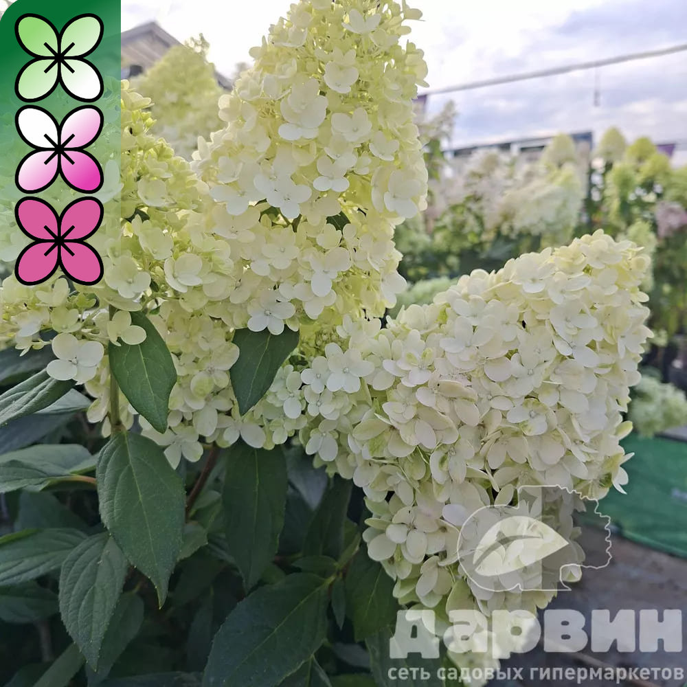 Гортензия метельчатая Меджикал Маттерхорн C35, 30-50см YP 