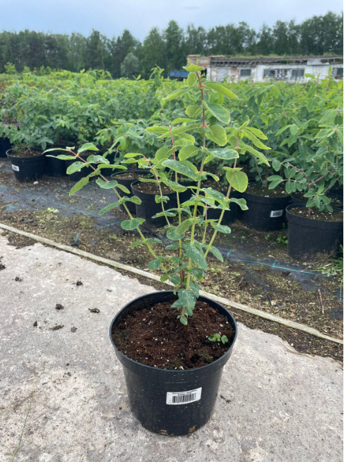 Жимолость съедобная Юмис с2-с3  Nik 