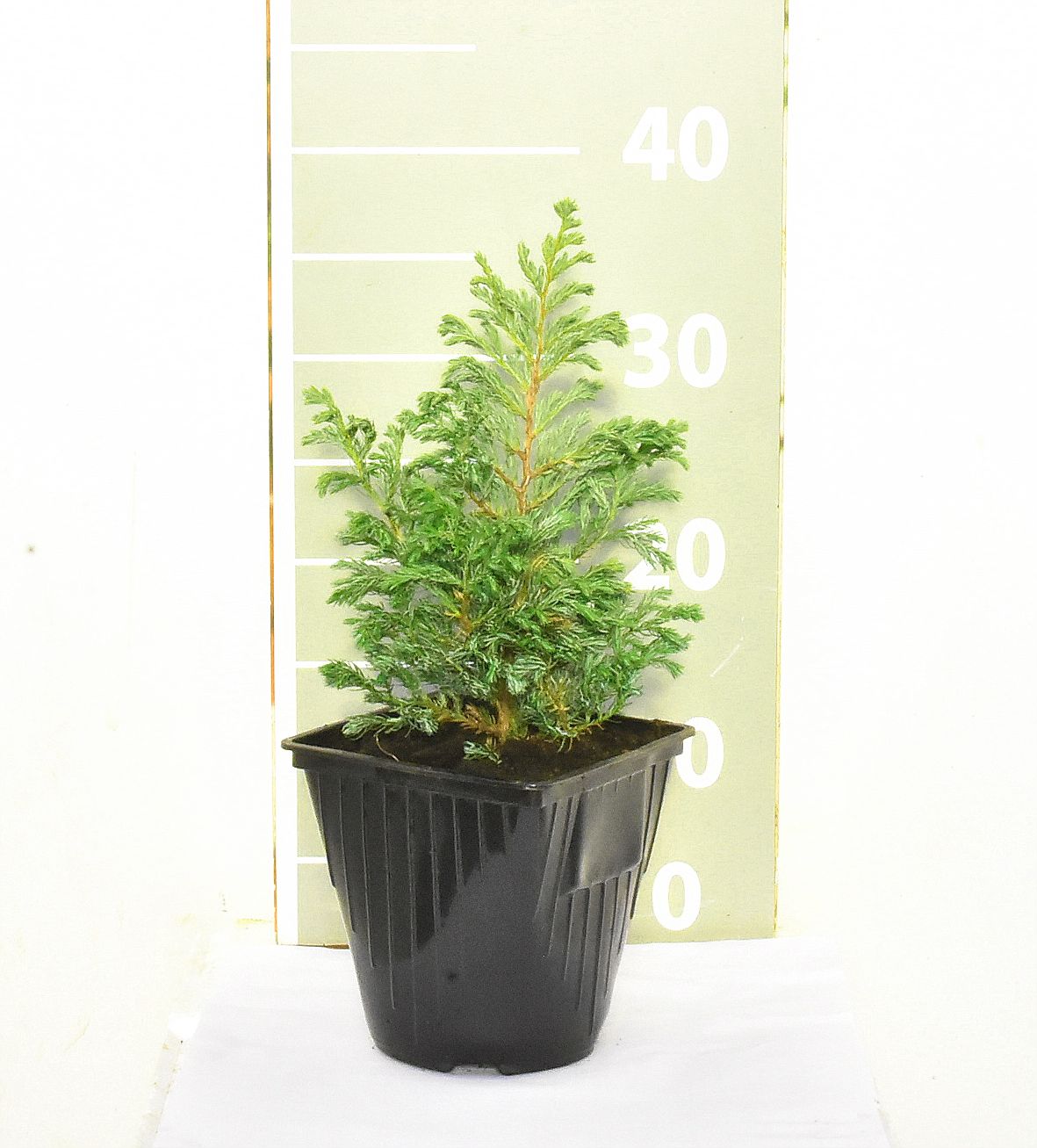 Кипарисовик горохоплодный Булевард v2 Lav по цене  Кипарисовик горохоплодный Булевард v2 Lav