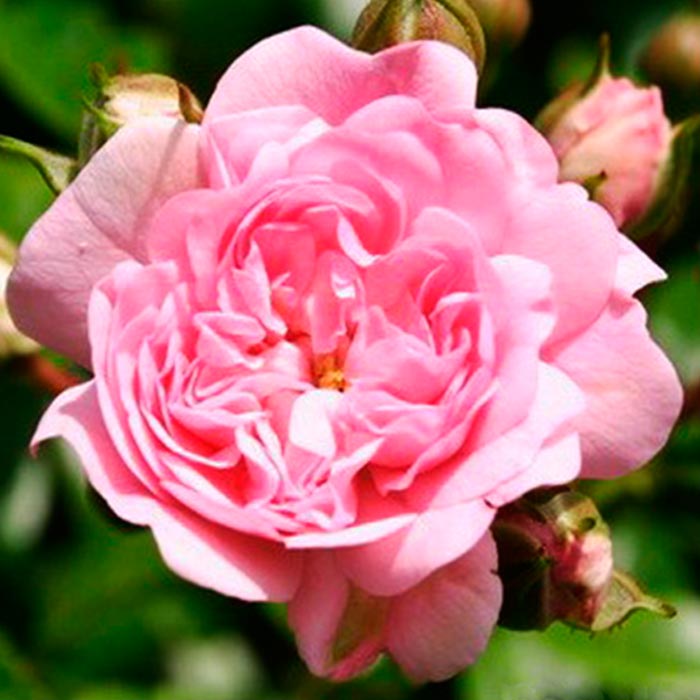 Роза полиантовая Зе Фэри с5, Tim 