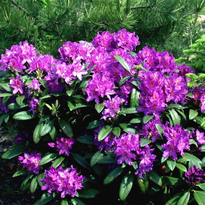 Рододендрон гибридный Либретто v1 