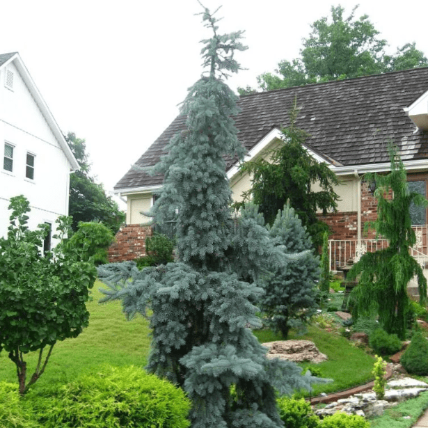 Ель колючая Глаука Пендула C15 80-100 Bor 