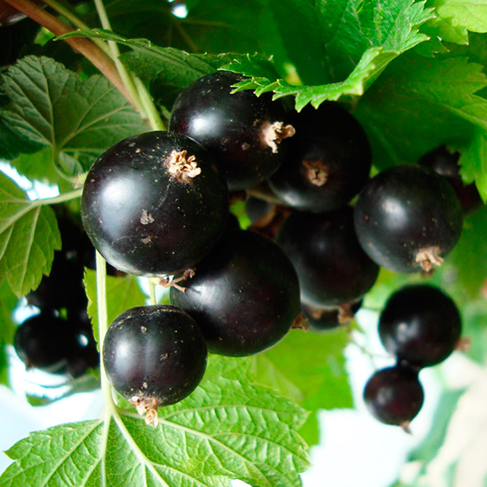 Смородина Сокровище, черная  v5 Tim по цене  Смородина Сокровище, черная  v5 Tim