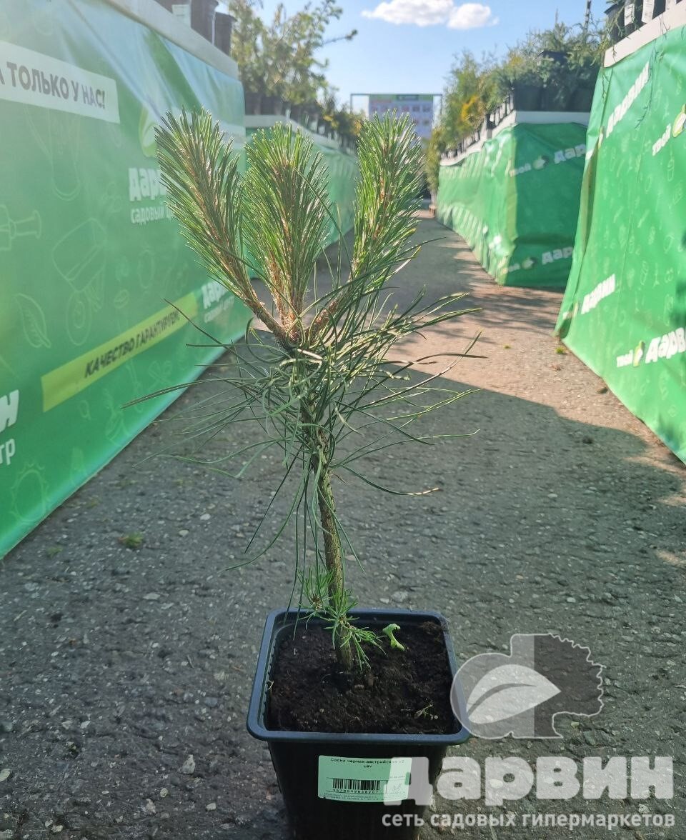 Сосна черная австрийская v2 Lav 