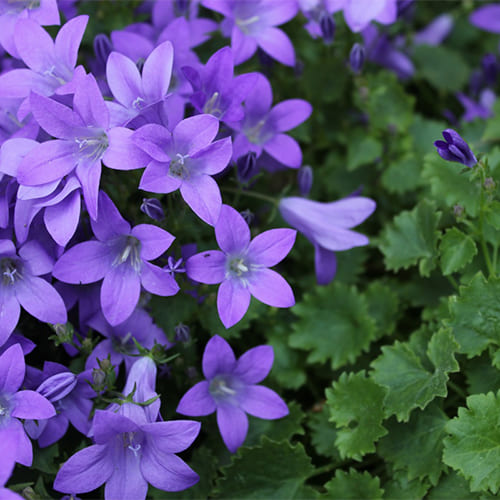 Колокольчик p9 Push 