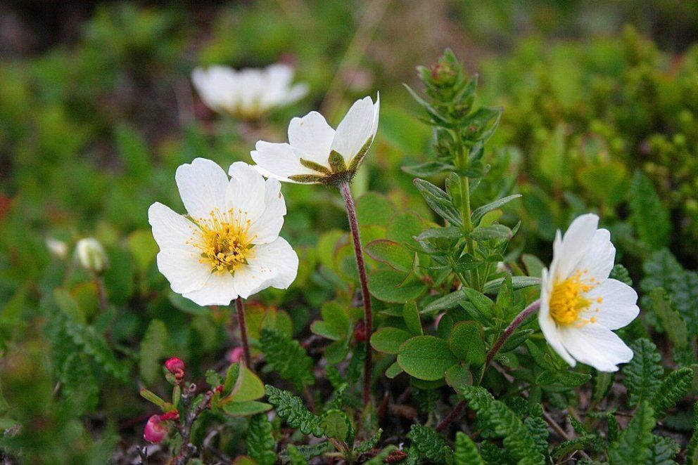 Дриада v3 Push 