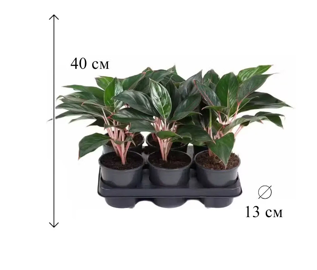 Аглаонема Мистерия d13 h40 