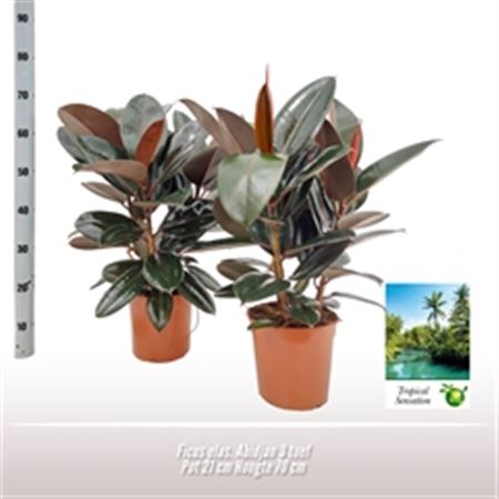 Фикус эластика Абиджан 3 ств d21 h80 