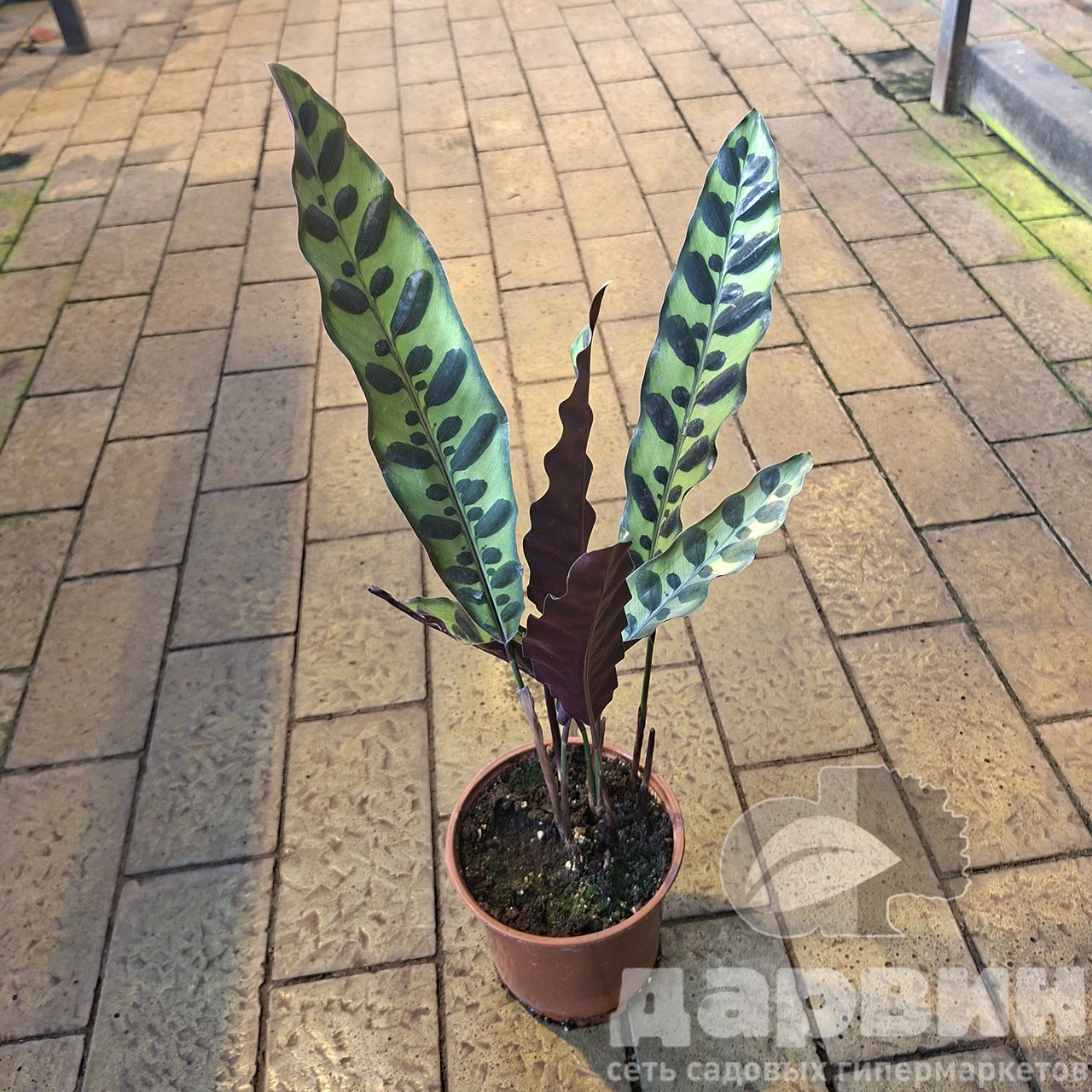 Калатея Инсигн d12 Tim 