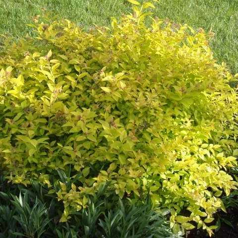 Спирея японская Файрлайт Р15, 15-20см 