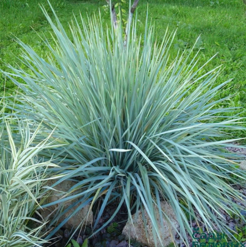 Элимус p9 Push 