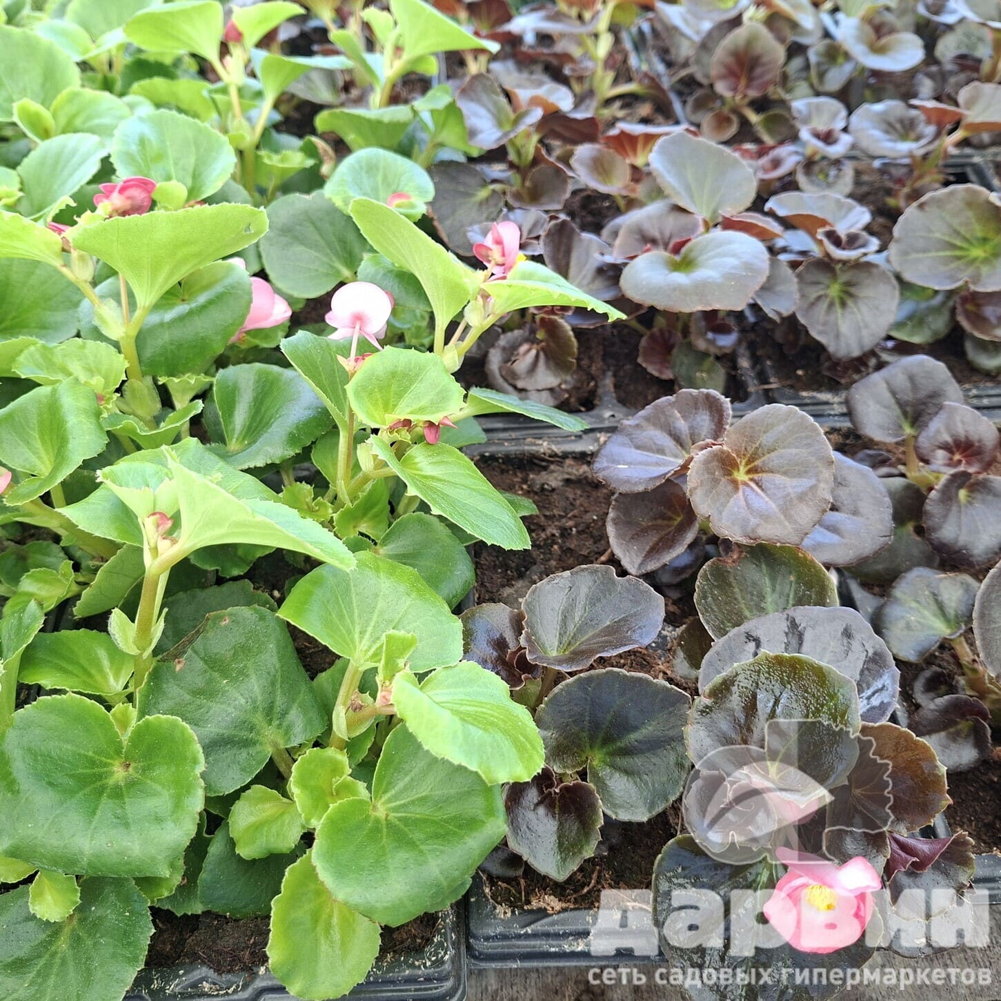 Бегония вечноцветущая кассета 4шт bix 