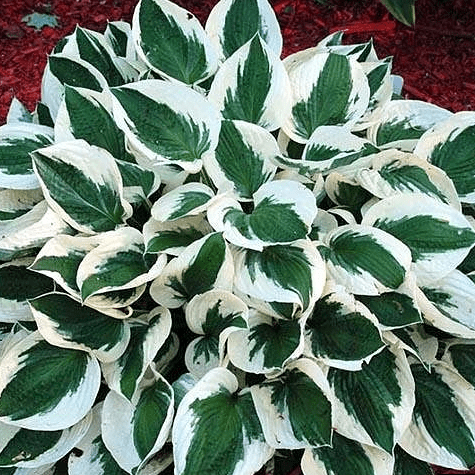 Хоста Самурай Tim 