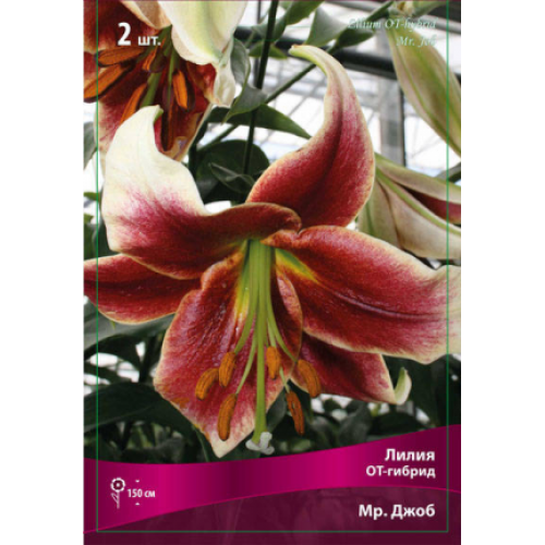 Луковица Лилия ОТ-Гибрид Мр. Джоб 2 шт/уп 