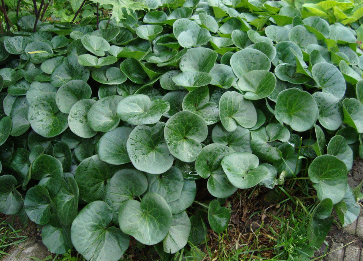 Копытень p9 Push 