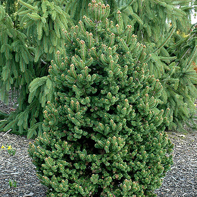 Растение ель обыкновенная Эмсланд 30-40см Lt 