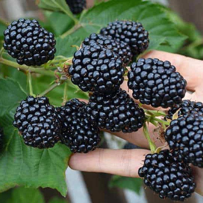 Ежевика бесшипная Дойл v1 Tim по цене  Ежевика бесшипная Дойл v1 Tim