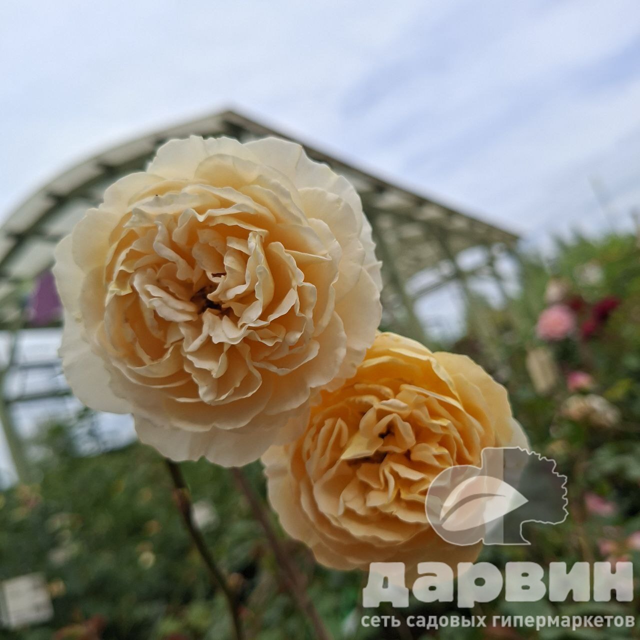 Роза английская Краун Принцесс Маргарет v5 Lav 