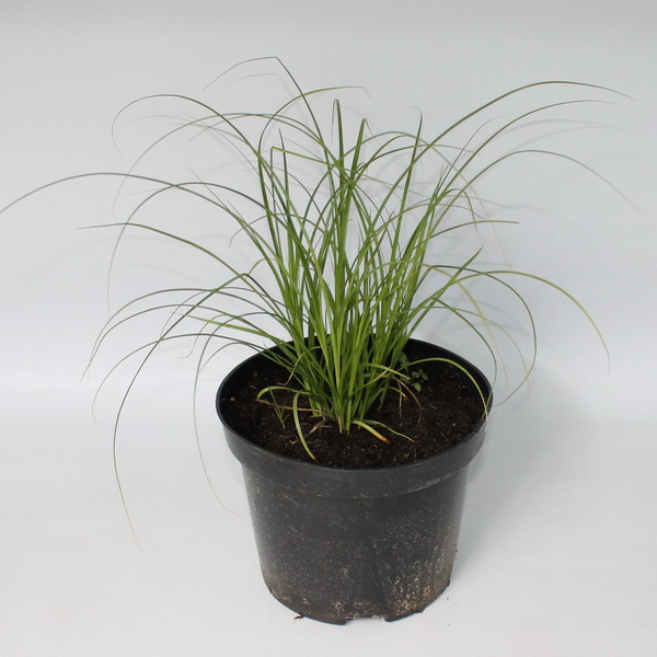 Осока гладконосая конт 2-3 л Les 