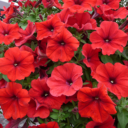 Петуния ампельная Патио красная D23 ПВ 