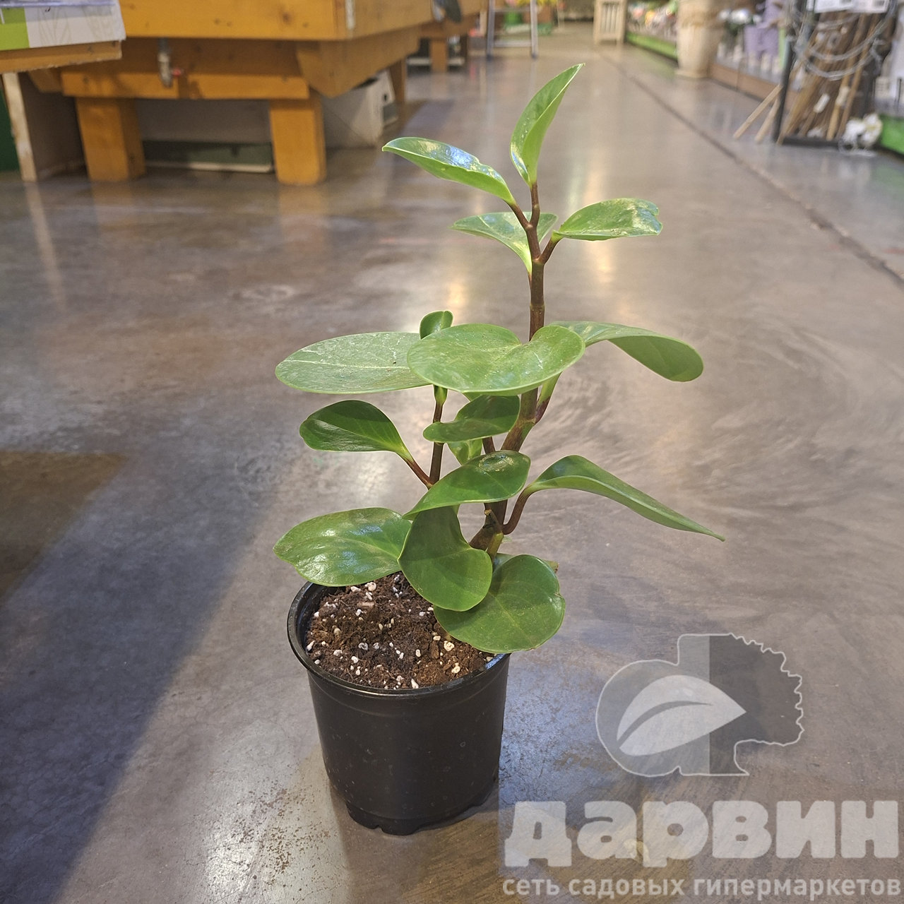 Пеперомия туполистная d12 Tim 