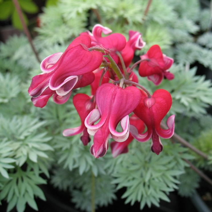 Дицентра Кинг оф Хартс v2 Tim 