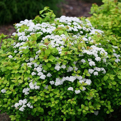 Спирея березолистная Тор Голд v2 Tim 