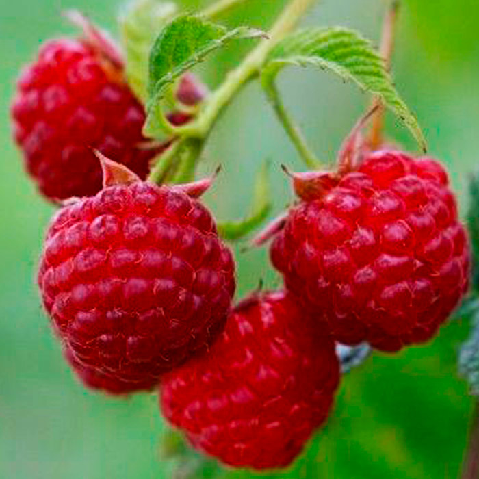 Малина Зоренька Алтая, красная в коробке Tim 