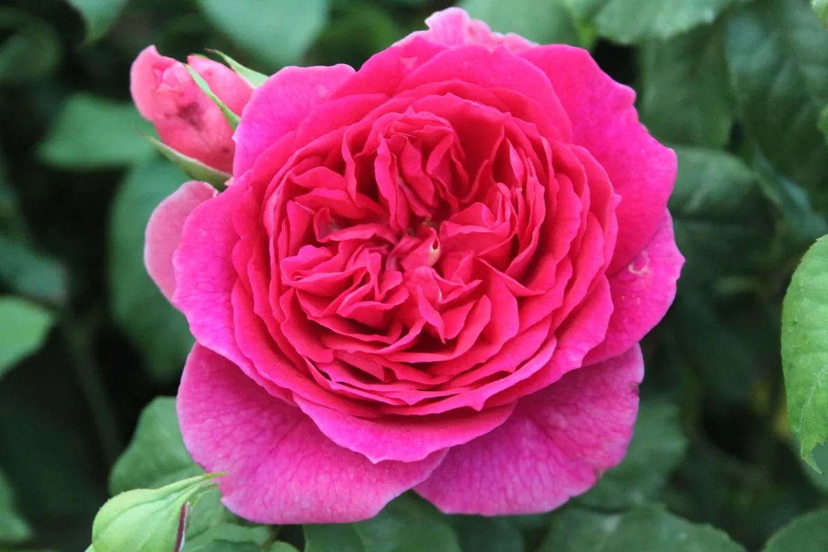 Роза английская Янг Лицидас v5 Lav 