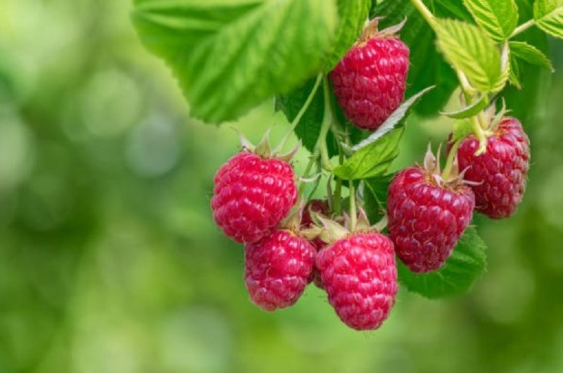 Обрежьте и подкормите малину 