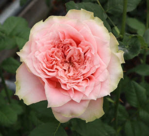 Роза чайно гибридная Кантри Спирит Луиза в коробке Биосфера 