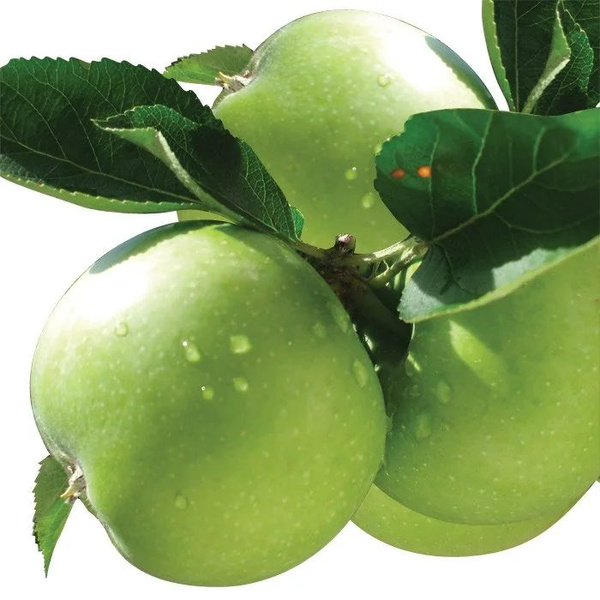 Яблоня колоновидная Изумрудик v7 60-80 Tim 