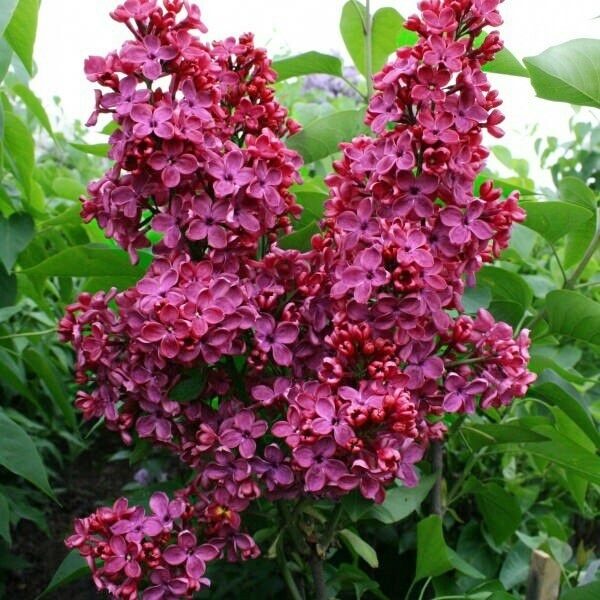 Сирень обыкновенная Красная Москва v2 Lav 