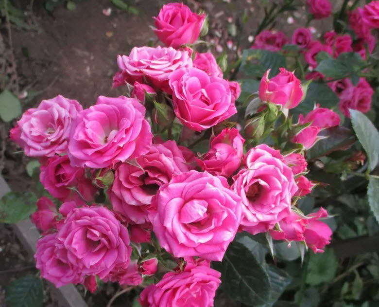 Роза спрей Орион С3,5 ЦО 