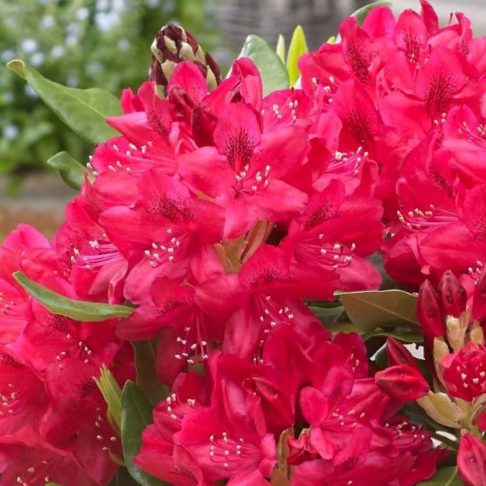 Рододендрон Тарагона v2 Tim 