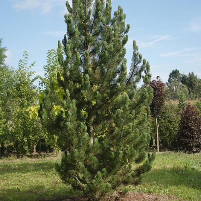 Растение сосна уолриха Сателлит P23 40-50 CM INBLUE по цене  Растение сосна уолриха Сателлит P23 40-50 CM INBLUE