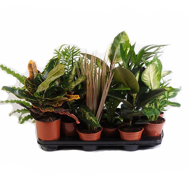 Плант микс d6 h10 