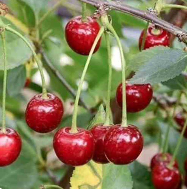 Вишня Харитоновская  v4-5 ХР 