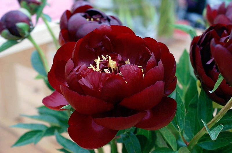 Подготовьте пионы к зимовке 