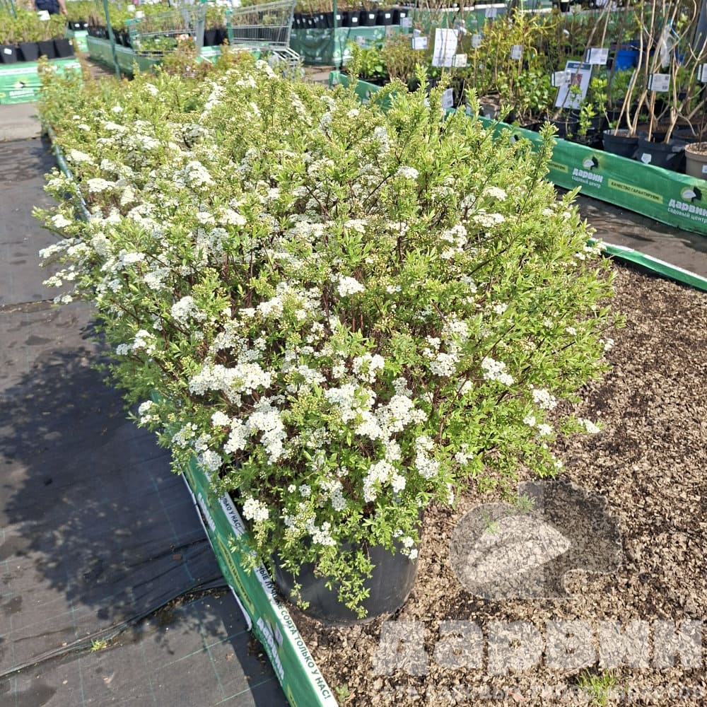 Спирея пепельная "Грефшейм" ШАР C35, 60-80 YP 