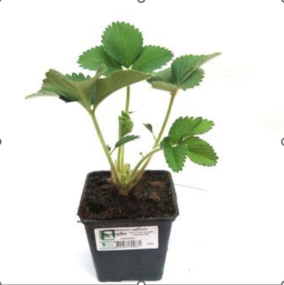 ОсновноеИзображение