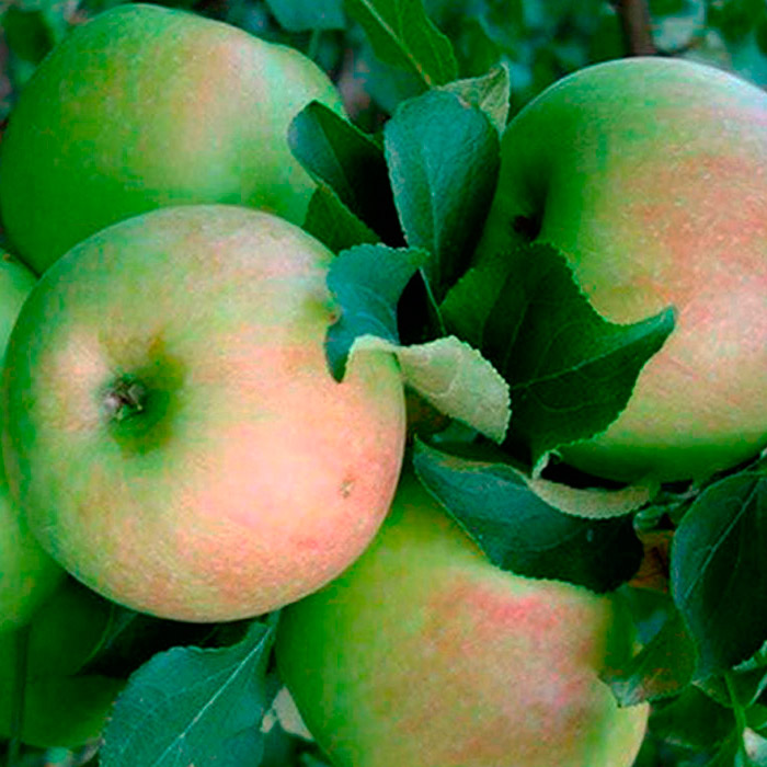 Яблоня Зимняя красавица 3-х летка Tim 