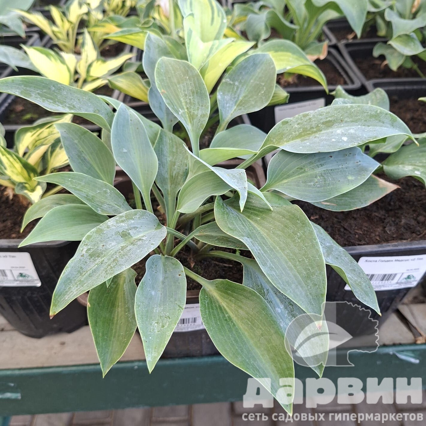 Хоста Халцион v2 Tim 