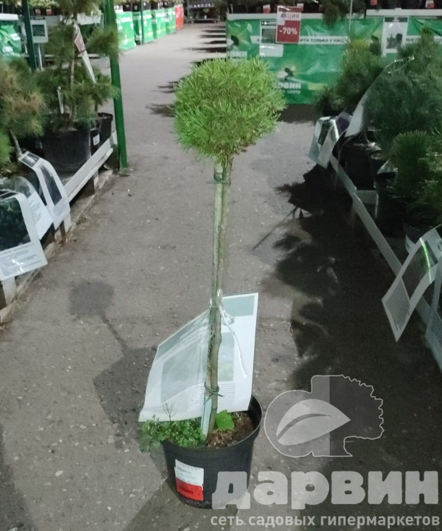 Сосна крючковатая Ежек на штамбе h 60 см C4 Mt 