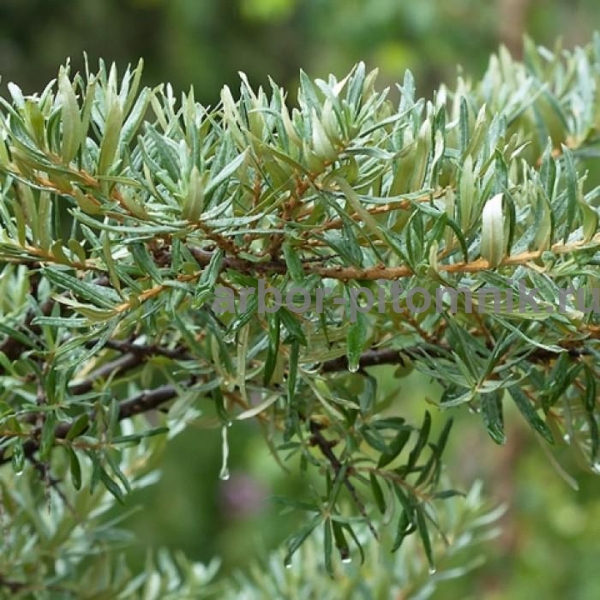 Облепиха Гном c3 h20-40 ЦО 