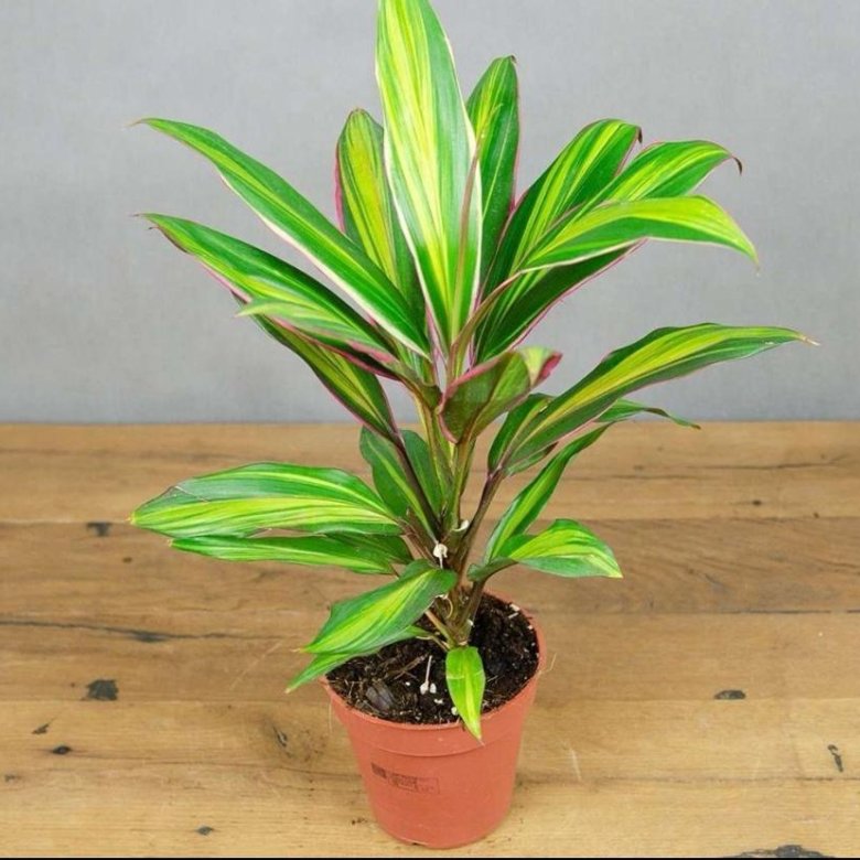 Кордилина Киви d11 Tim 