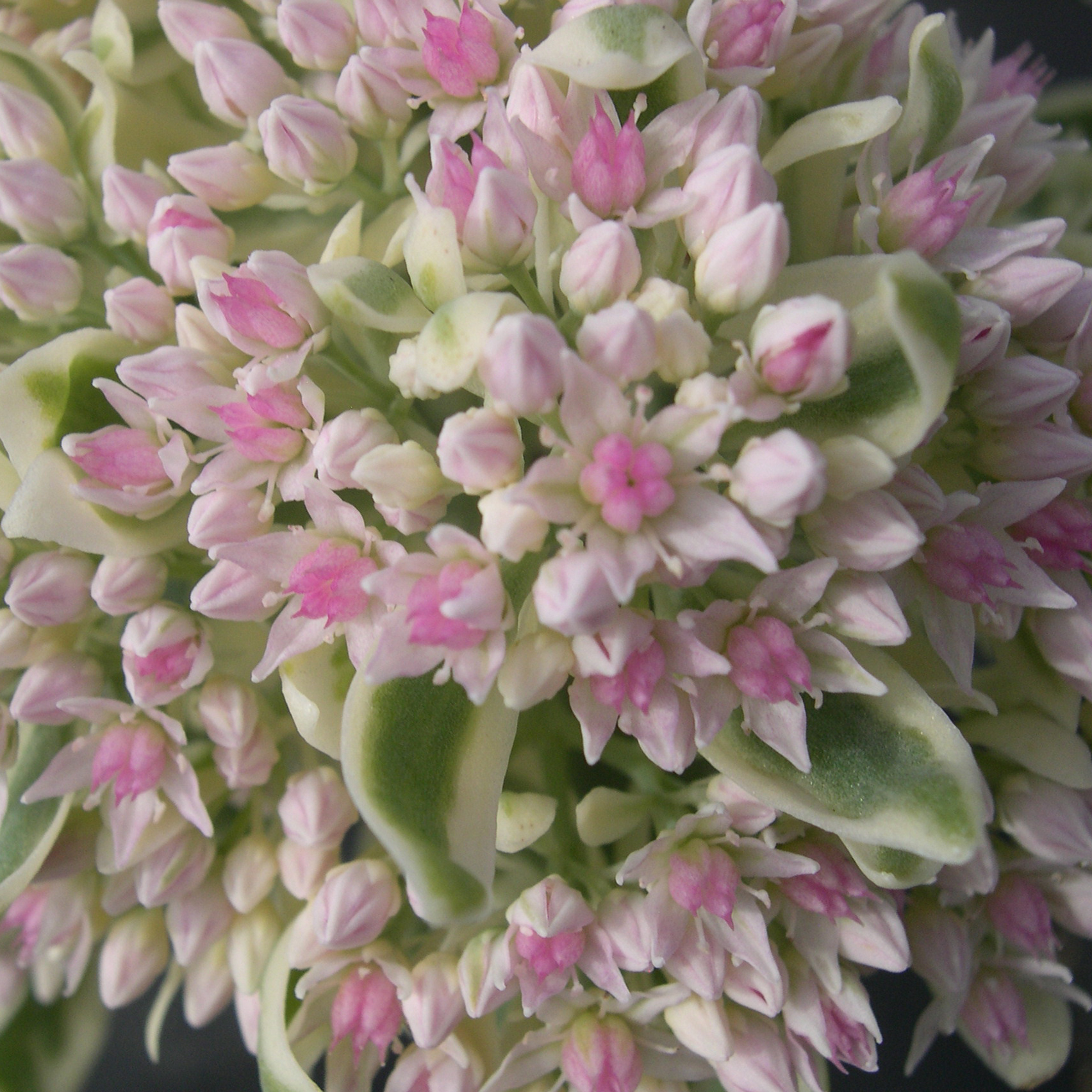 Корневище Седум Фрости Морн, 1шт/уп 