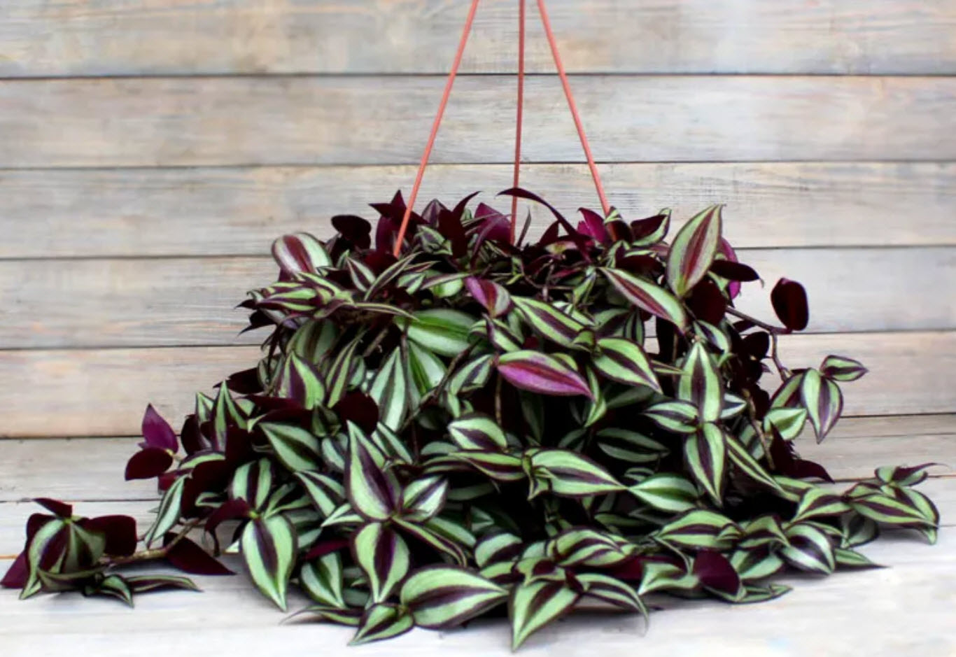 Традесканция Зебрина кашпо d23 ХР 